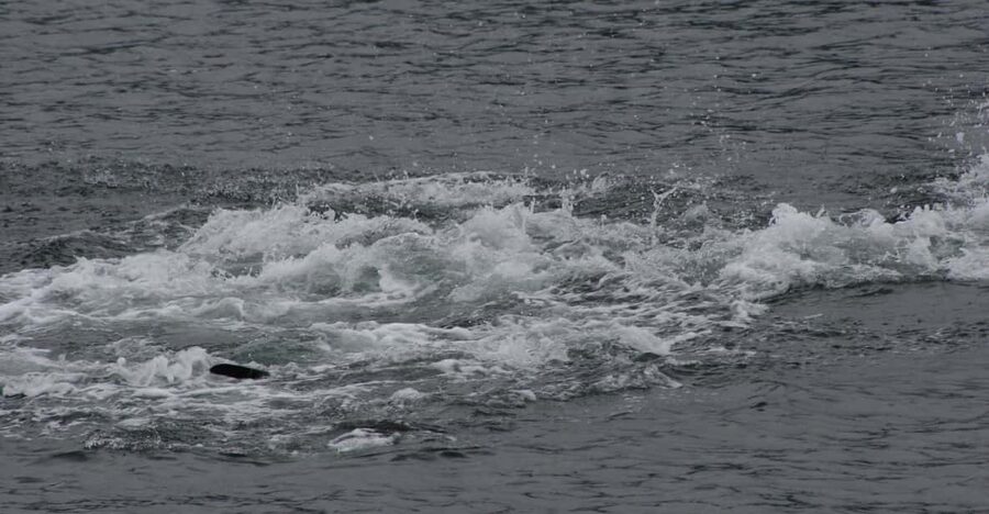 Ear Mountain Charters tours: whale watching or fishing - What the $284 price means