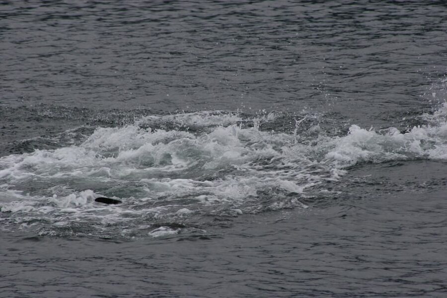Ear Mountain Charters tours: whale watching or fishing - What the 32-foot North River boat is like