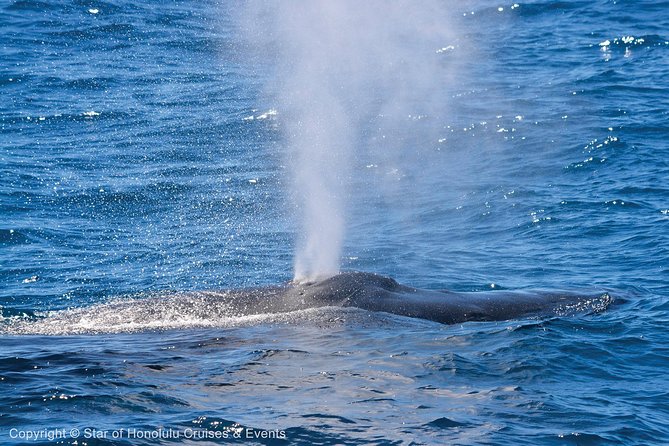 Early Bird Whale Watching Cruise from Waikiki - Naturalist narration turns waiting into part of the trip