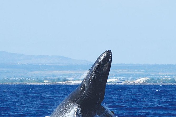 Early Bird Whale Watching Cruise from Waikiki - Oahu views are part of the value