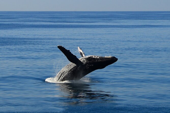 Early Bird Whale Watching Cruise from Waikiki - What the two-hour cruise actually feels like