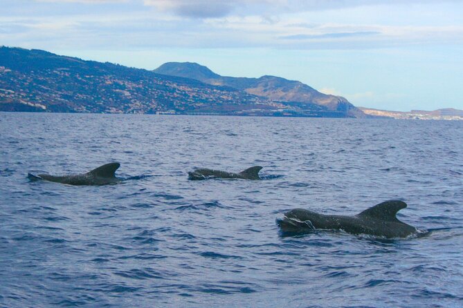 Eco-Friendly Catamaran Dolphin and Whale Watching - Who should book this Madeira boat trip?