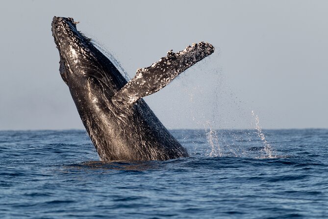 Educational Sunrise Whale Watching with Photos Included - Why the 6:00 am departure is worth considering