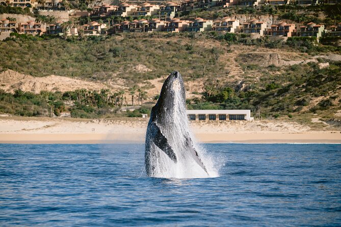 Educational Sunrise Whale Watching with Photos Included - Angelika and a small crew make a difference