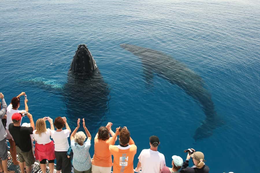 Fraser Island (K'gari): Remote Island and Whale Experience - Should you book the K’gari whale experience?