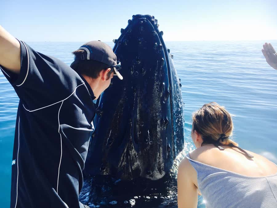 Fraser Island (K'gari): Remote Island and Whale Experience - Watching humpback whales in Hervey Bay