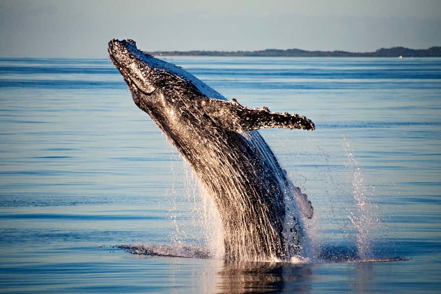 Fraser Island (K'gari): Remote Island and Whale Experience - Landing on K’gari by amphibious vehicle
