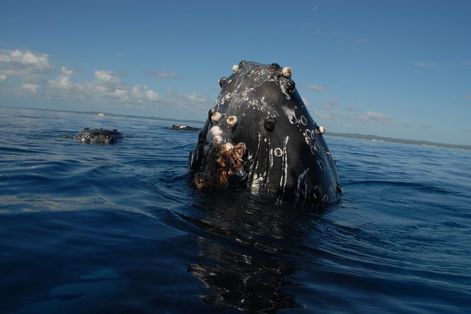 Fraser Island Whale Watch Encounter - Group size, comfort, and who should book