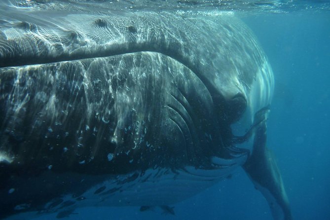 Fraser Island Whale Watch Encounter - Starting at Great Sandy Straits Marina