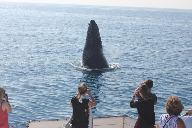 Freedom 3/4 Day Hervey Bay Premium Whale Watching Cruise - What the $125.43 price really includes