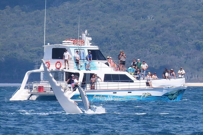 Freedom 3/4 Day Hervey Bay Premium Whale Watching Cruise - Watching humpbacks in their seasonal home
