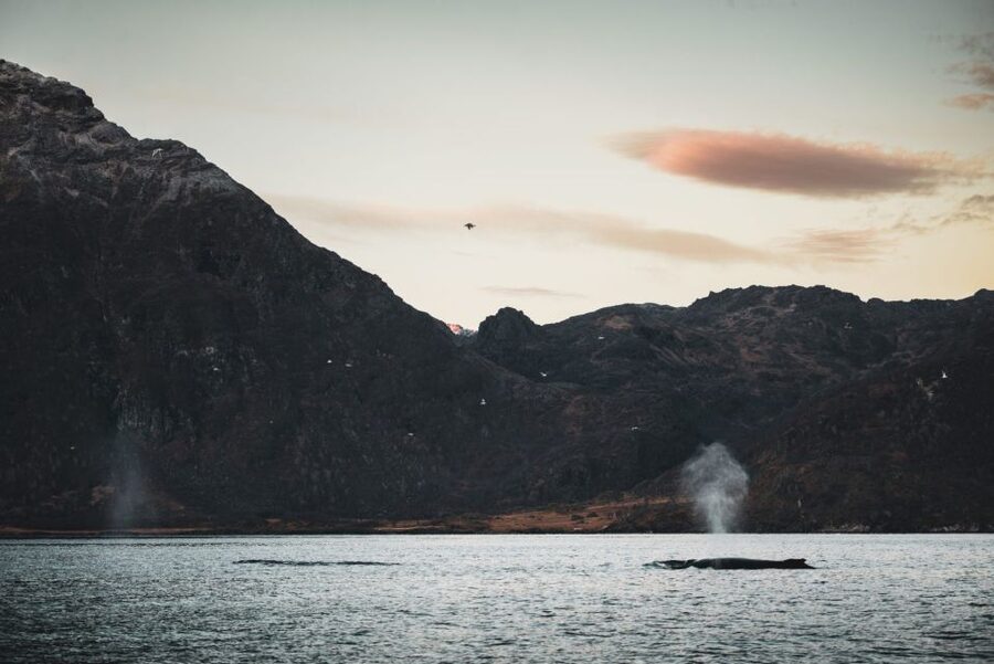 From Alta: Small Group Whale Watching by RIB - Why the winter fjords attract whales