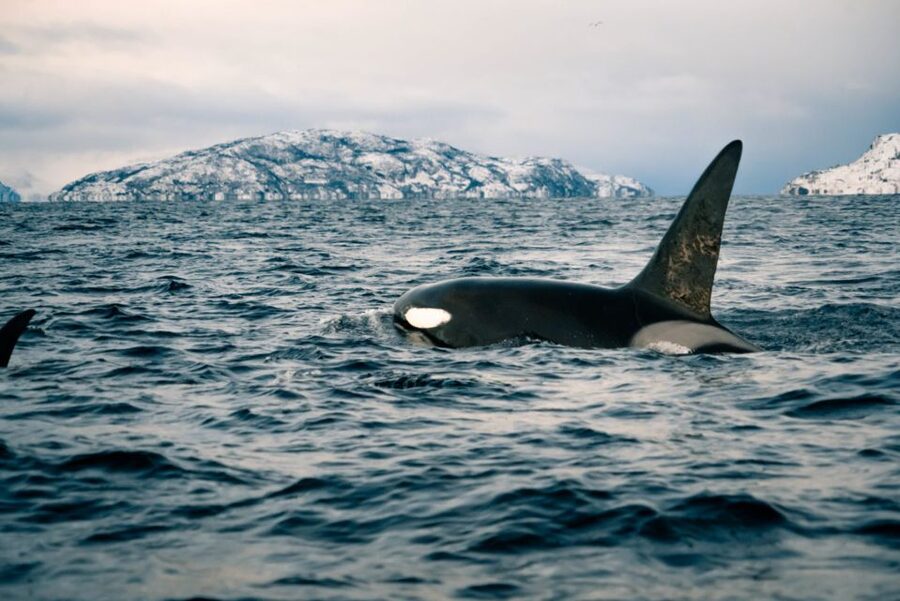 From Alta: Small Group Whale Watching by RIB - Meeting at the Canyon Hotell in Alta