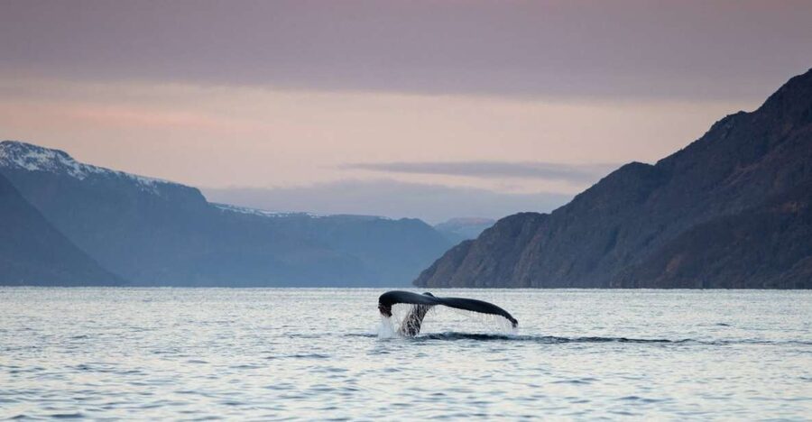 From Alta: Small Group Whale Watching by RIB - The fast ride through the fjords