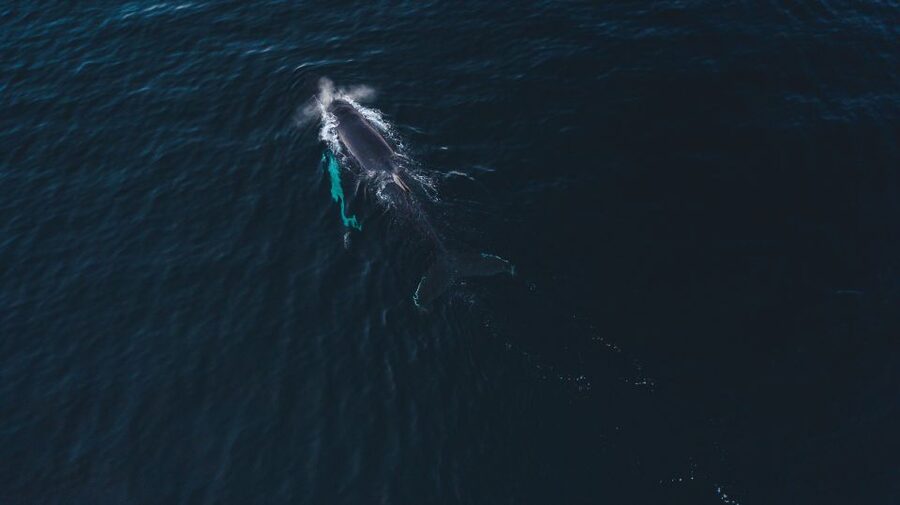 From Alta: Small Group Whale Watching by RIB - What the 210-minute outing feels like