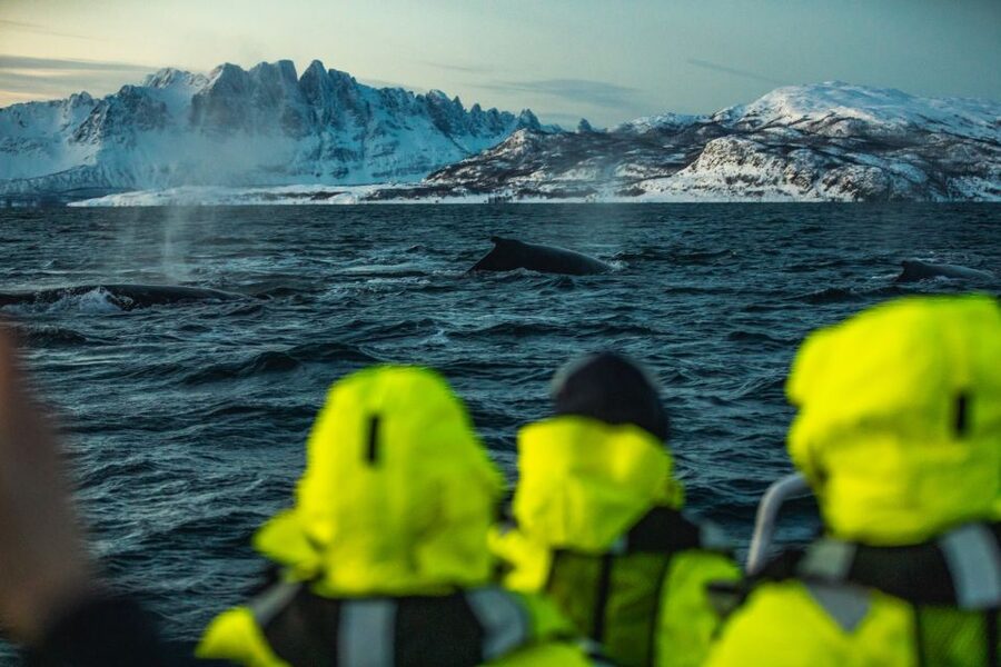 From Alta: Small Group Whale Watching by RIB - Comfort, safety, and animal care