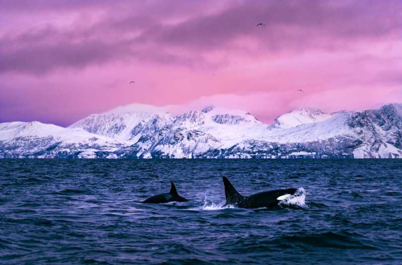 From Alta: Whale and Seabird Cruise - Why Alta Fjord attracts so many whales