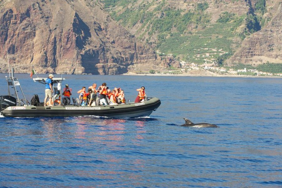 From Calheta: Madeira Whale and Dolphin Watching Boat Tour - Key points to know before you book