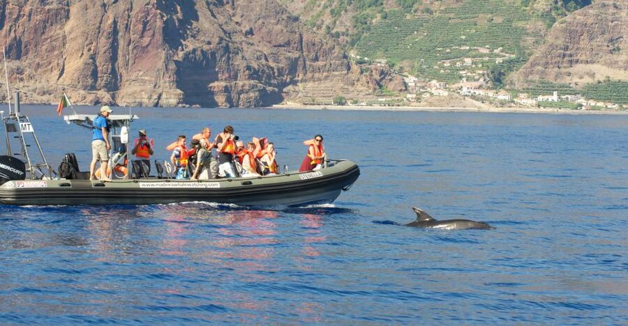 From Calheta: Madeira Whale and Dolphin Watching Boat Tour - Leaving Calheta Marina for the open sea