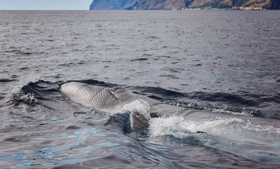 From Calheta: Madeira Whale and Dolphin Watching Boat Tour - Searching for dolphins near Madeira