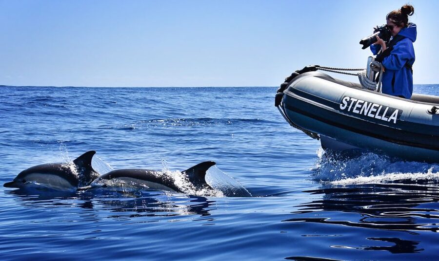 From Calheta: Madeira Whale and Dolphin Watching Boat Tour - Looking for whales in deeper water