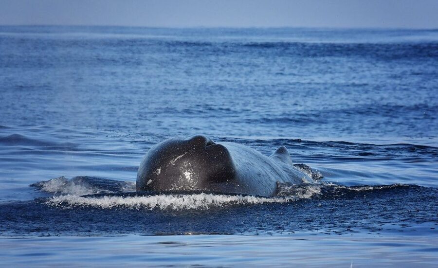 From Calheta: Madeira Whale and Dolphin Watching Boat Tour - Guides who add meaning to the ride