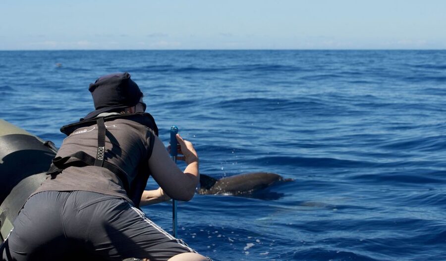 From Calheta: Madeira Whale and Dolphin Watching Boat Tour - What the speedboat ride is really like