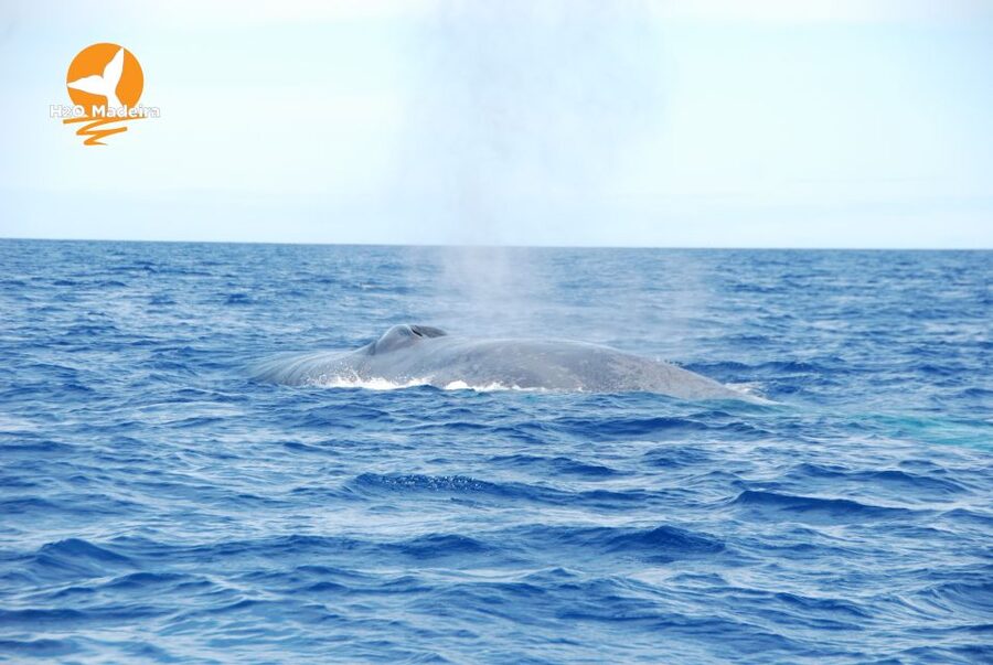 From Calheta: Whale and Dolphin Watching RIB Boat Tour - Key points at a glance