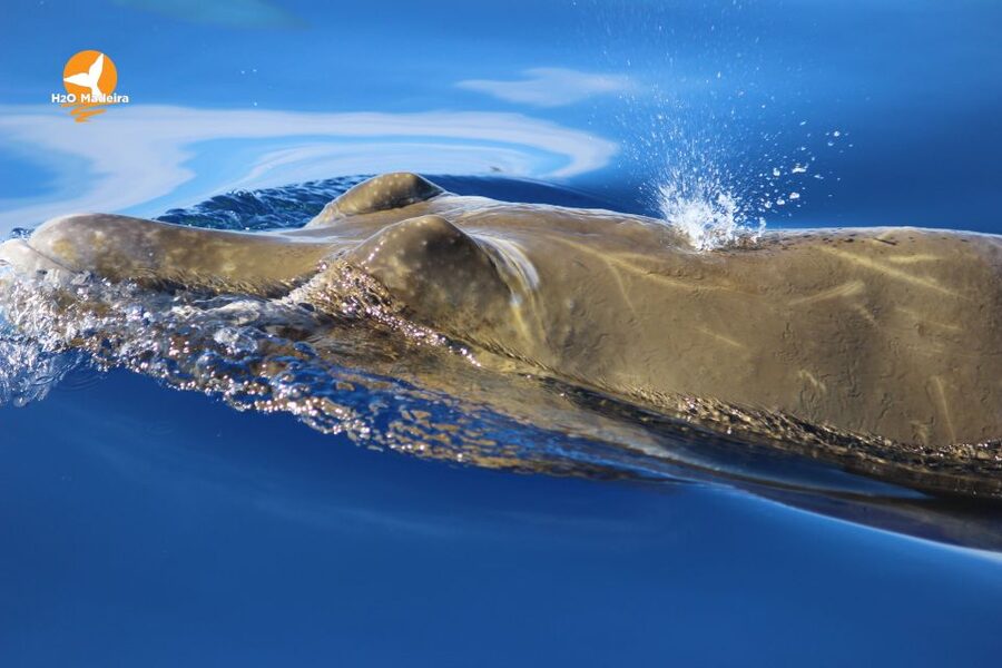 From Calheta: Whale and Dolphin Watching RIB Boat Tour - Should you book it?