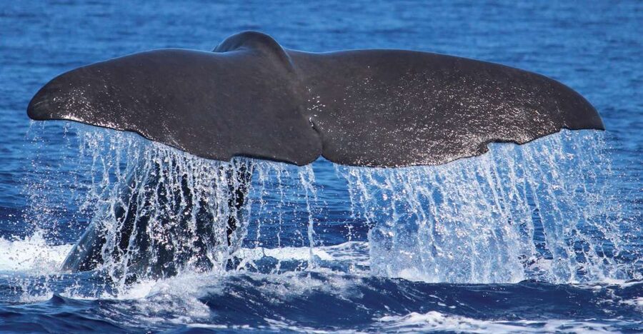 From Calheta: Whale and Dolphin Watching RIB Boat Tour - What you might see near Madeira