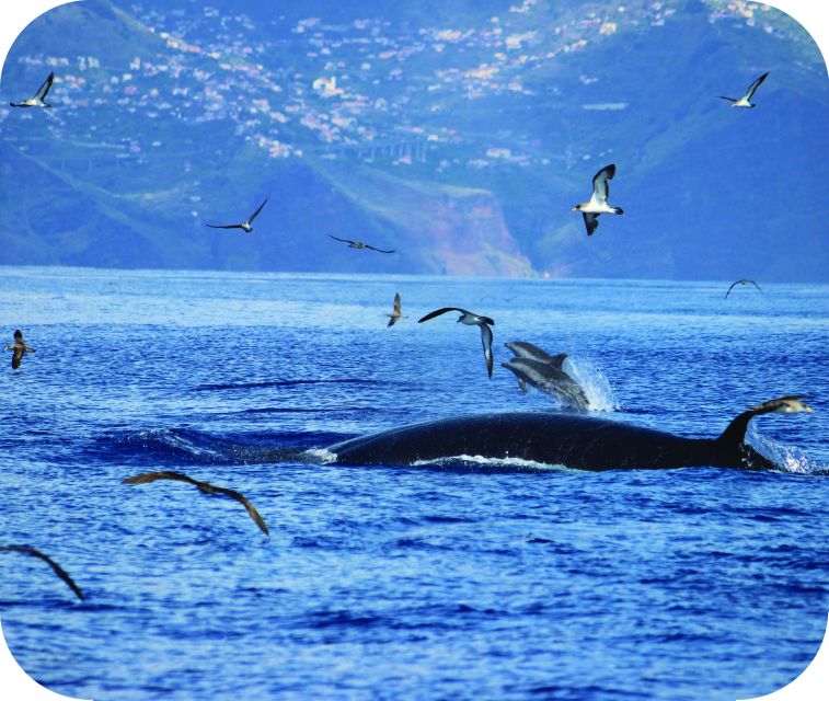 From Calheta: Whale and Dolphin Watching RIB Boat Tour - Close encounters with care