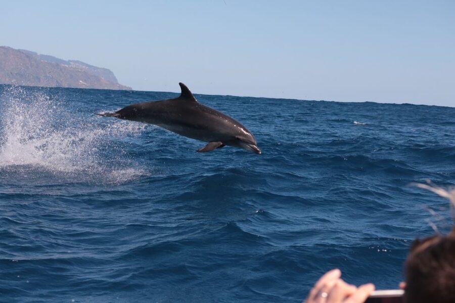 From Calheta: Whale and Dolphin Watching RIB Boat Tour - Madeira from the water