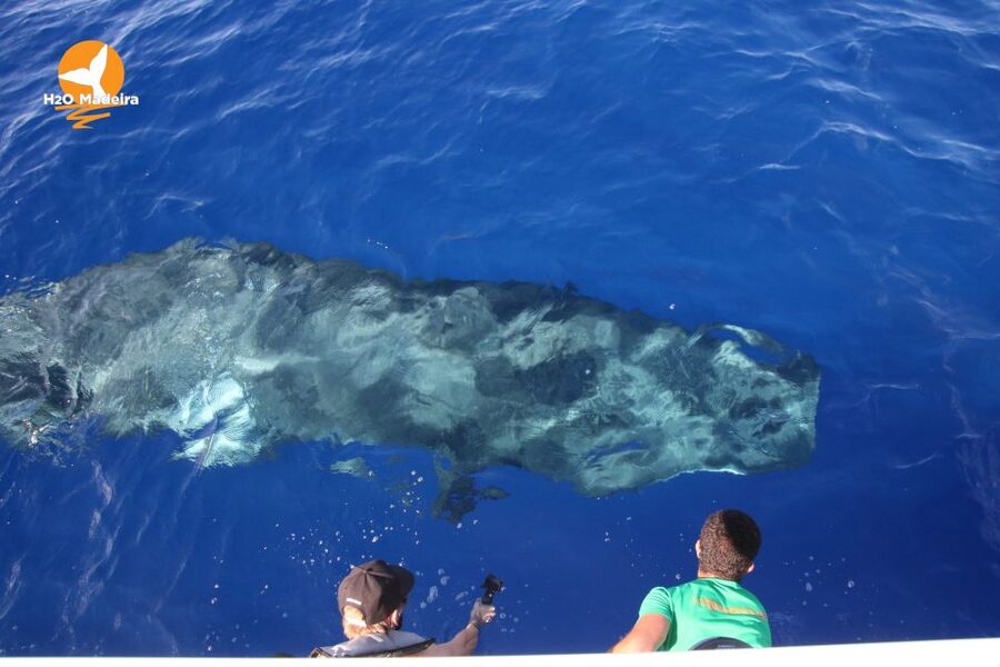 From Calheta: Whale and Dolphin Watching RIB Boat Tour - Who will enjoy this RIB trip?