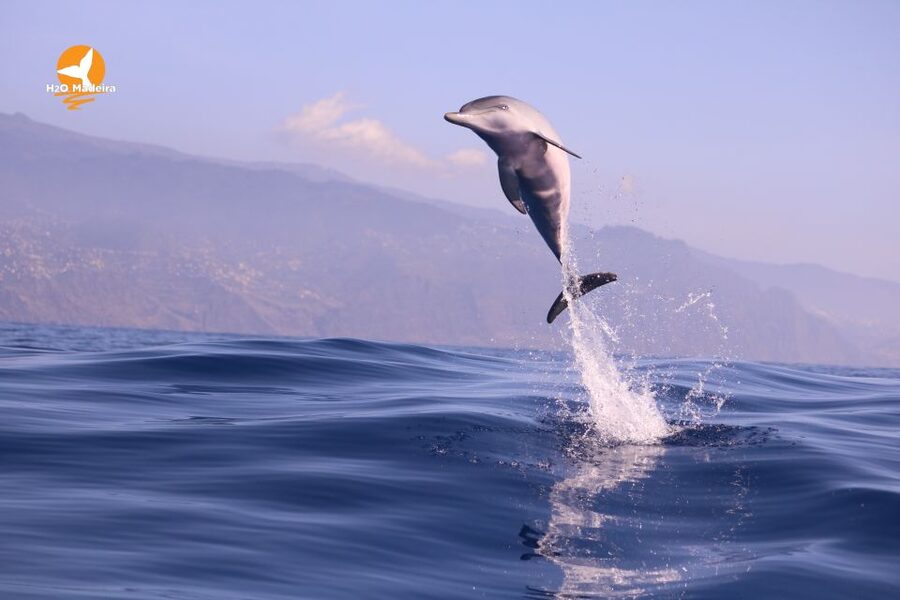 From Calheta: Whale and Dolphin Watching RIB Boat Tour - Booking and timing tips