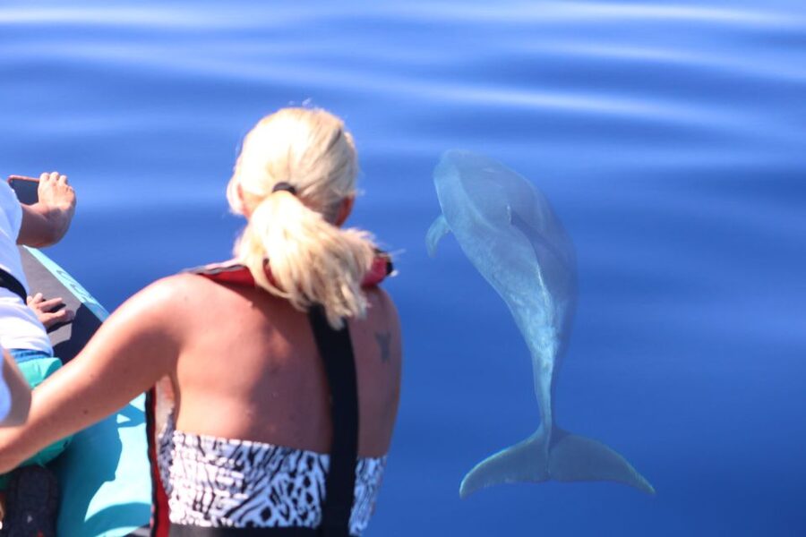 From Calheta: Whale and Dolphin Watching RIB Boat Tour - Two hours of searching the Atlantic