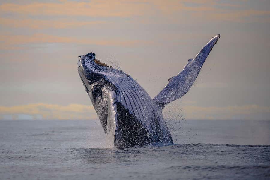 From Cali: Whale Watching Day Trip in Buenaventura - Key points at a glance