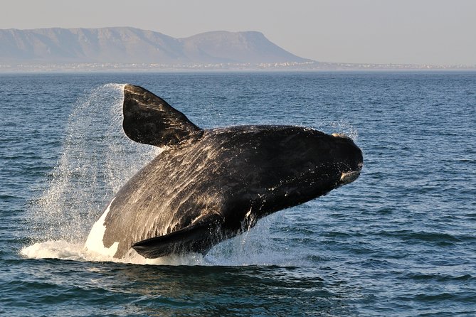 From Cape Town: Full Day Guided Hermanus and Whale Tour - Why the Hermanus day trip works so well