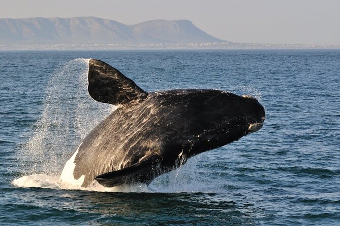 From Cape Town: Full Day Guided Hermanus and Whale Tour - Hermanus town, galleries, and cliff paths