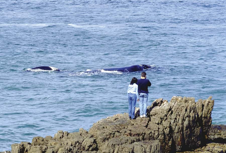 From Cape Town: Full Day Hermanus Whale Watching Tour - Key points at a glance