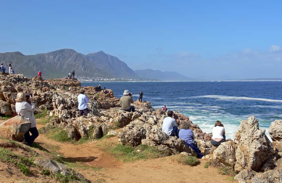 From Cape Town: Full Day Hermanus Whale Watching Tour - Why Hermanus makes this trip worthwhile