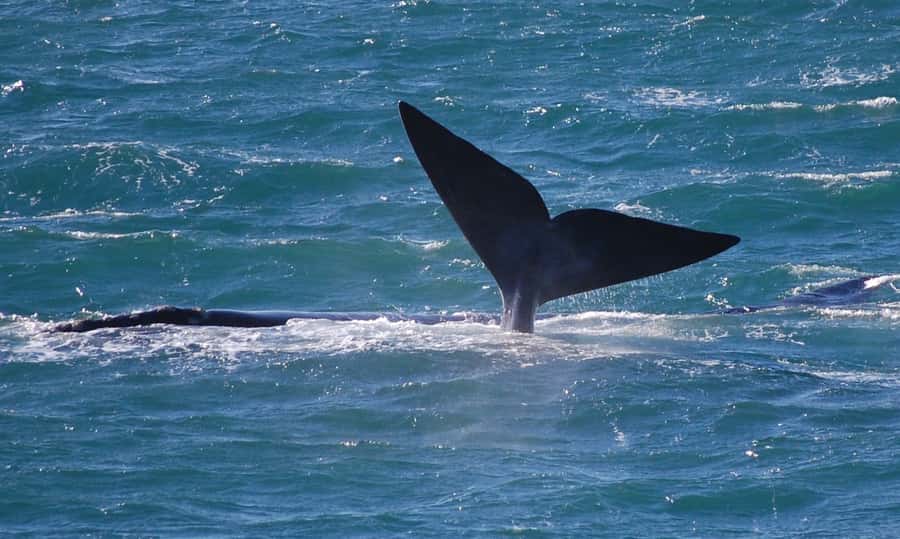 From Cape Town: Full Day Hermanus Whale Watching Tour - Mountain viewpoints and Betty’s Bay