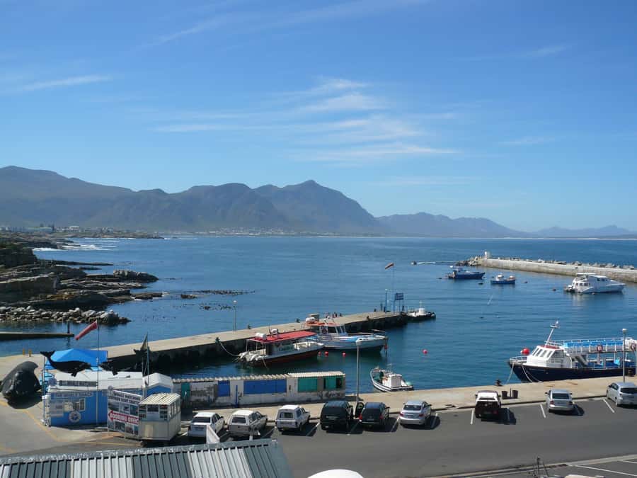 From Cape Town: Full Day Hermanus Whale Watching Tour - Three hours of whale watching in Hermanus