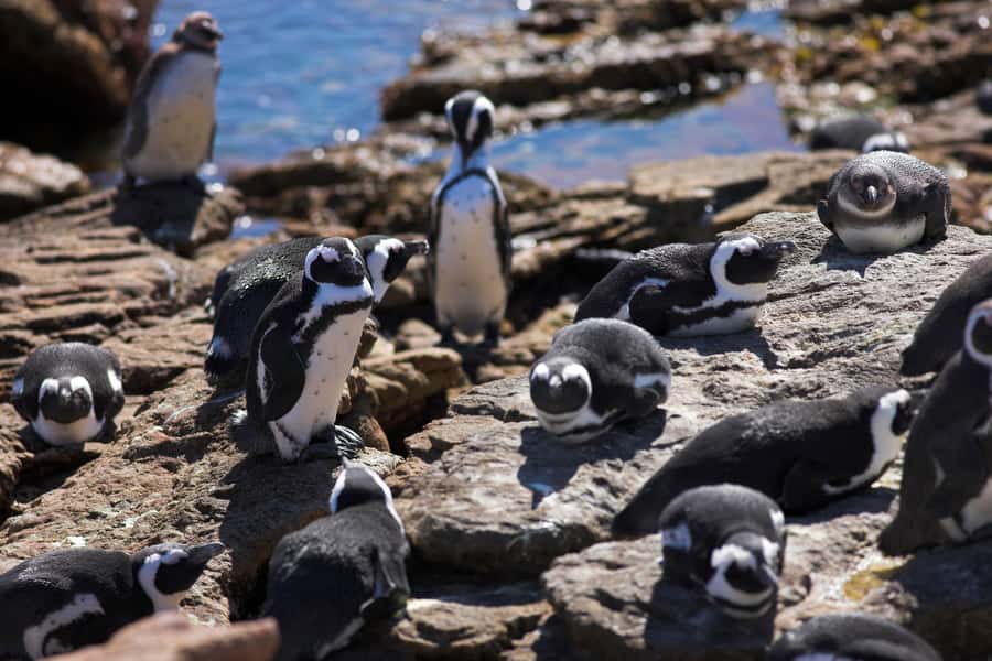 From Cape Town: Full Day Hermanus Whale Watching Tour - What to bring for a long coastal day