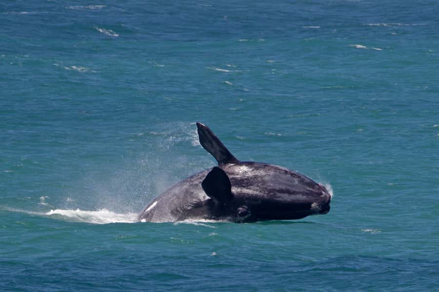 From Cape Town: Full Day Hermanus Whale Watching Tour - The Cape Town pickup and the road south