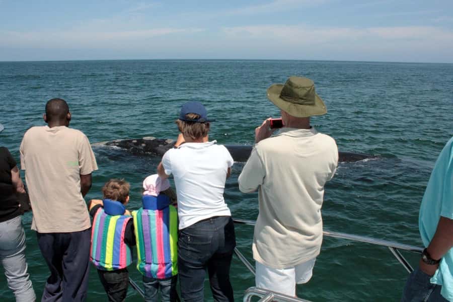From Cape Town: Hermanus Whale Watching Boat Trip - Key points to know before booking