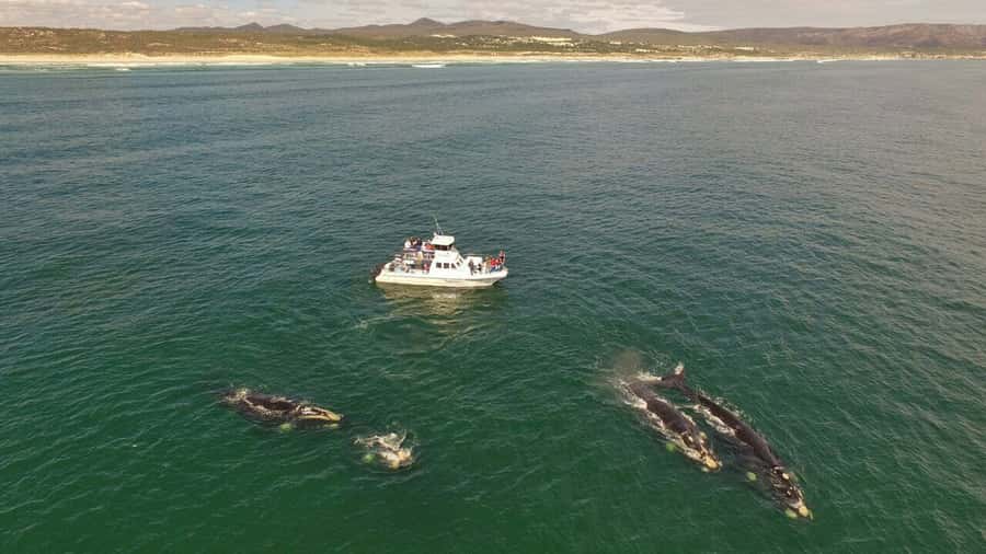 From Cape Town: Hermanus Whale Watching Boat Trip - Who should book this experience