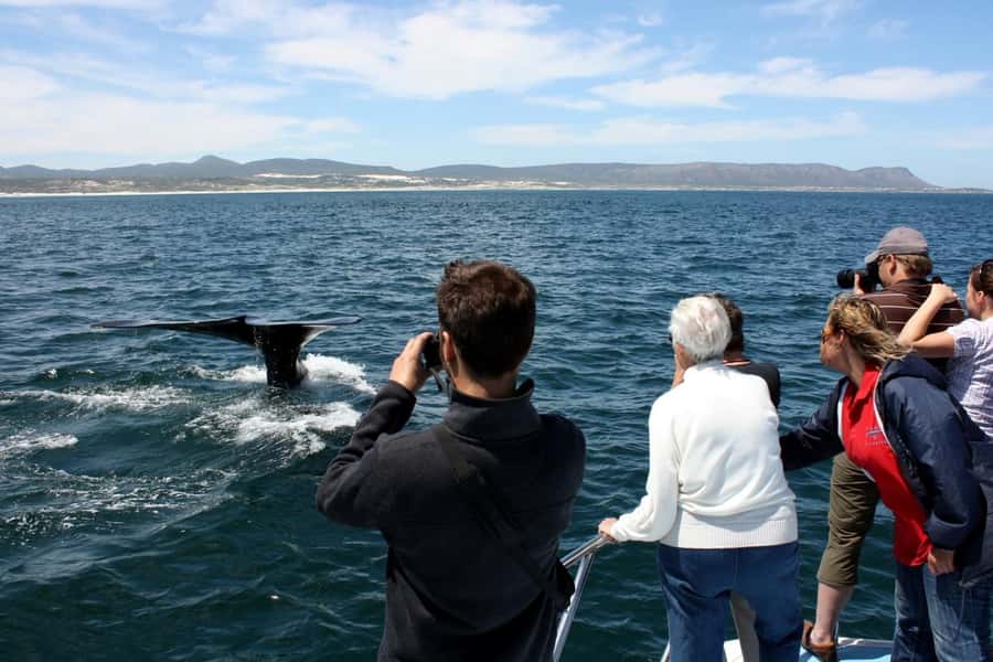 From Cape Town: Hermanus Whale Watching Boat Trip - Launching from a small fishing harbor