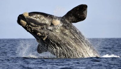 Hermanus Whale Watching Boat Trip