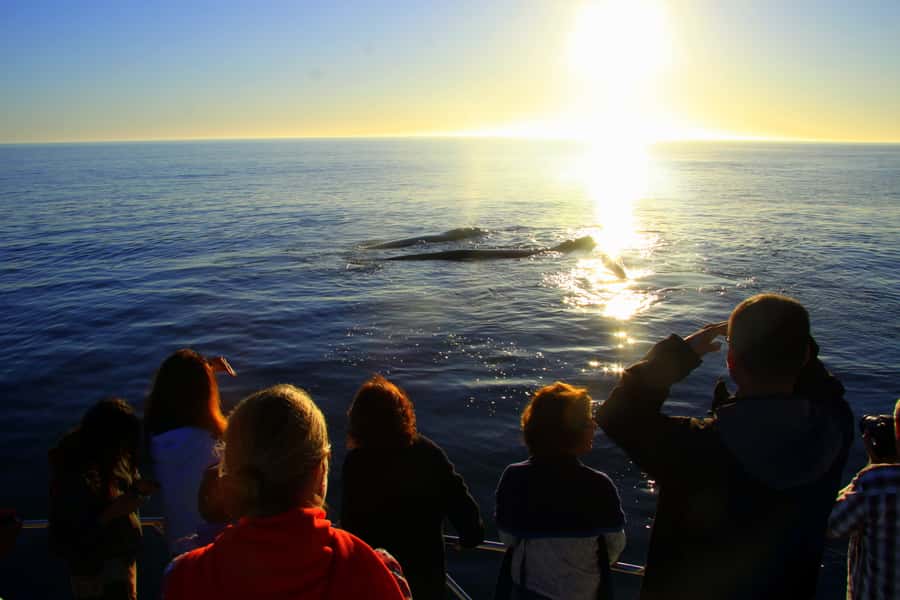 From Cape Town: Hermanus Whale Watching Boat Trip - Two hours among Southern right whales