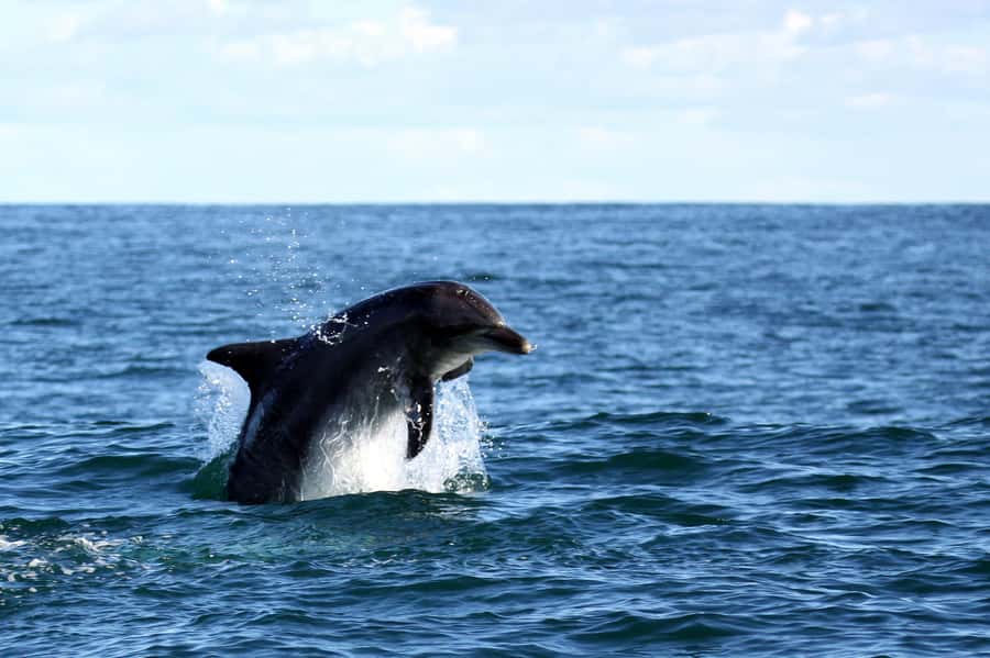 From Cape Town: Hermanus Whale Watching Boat Trip - Group size, guiding, and the wildlife ethic